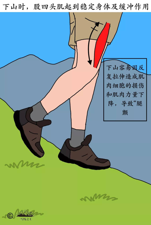 腓肠肌:小腿抽筋