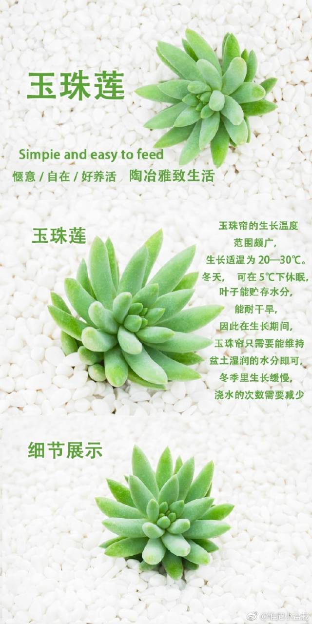 多肉植物:玉珠帘又称千佛手景天科景天属