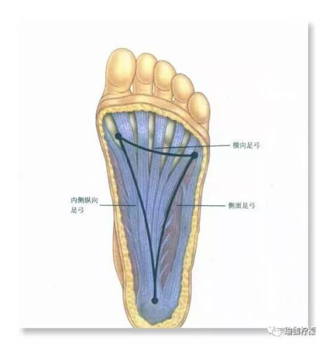 足弓包含,内侧弓,外侧弓与横弓.