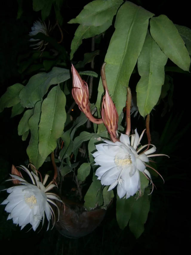 昙花 epiphyllum oxypetalum