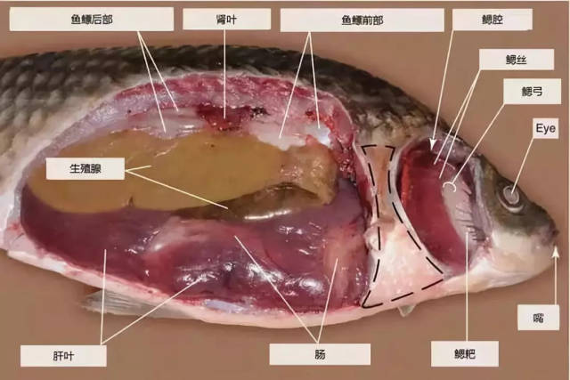 正确贴在鲫鱼的相应位置,然后再对鲫鱼进行解剖