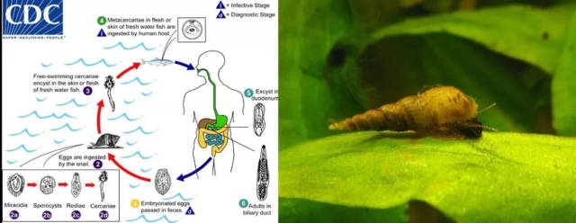 (右)一种华支睾吸虫的中间寄主瘤拟黑螺(melanoides tuberculata)图片