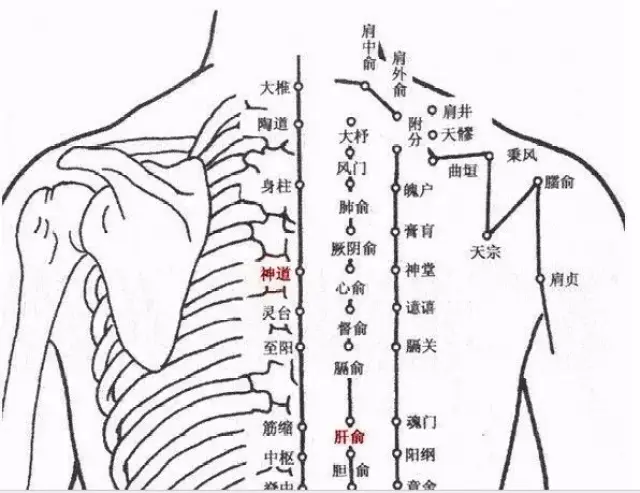 肝俞穴,神道穴