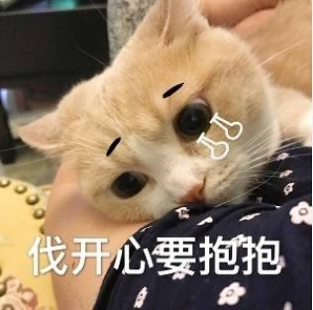 一组可爱的猫头像 我要抱抱,哈哈哈