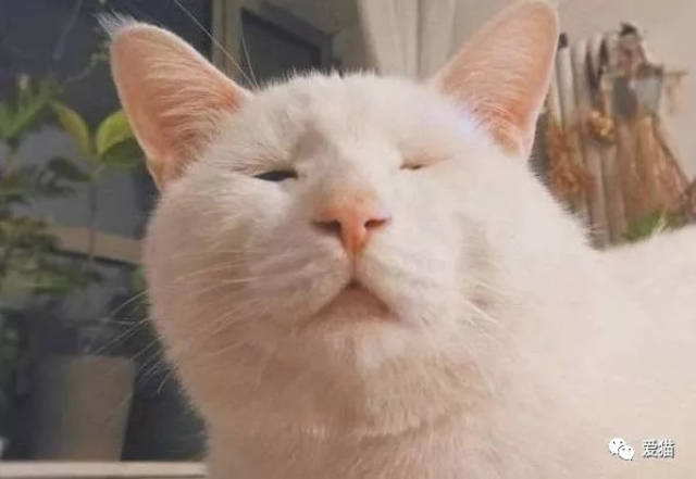 猫界李荣浩 孙红雷本雷了.