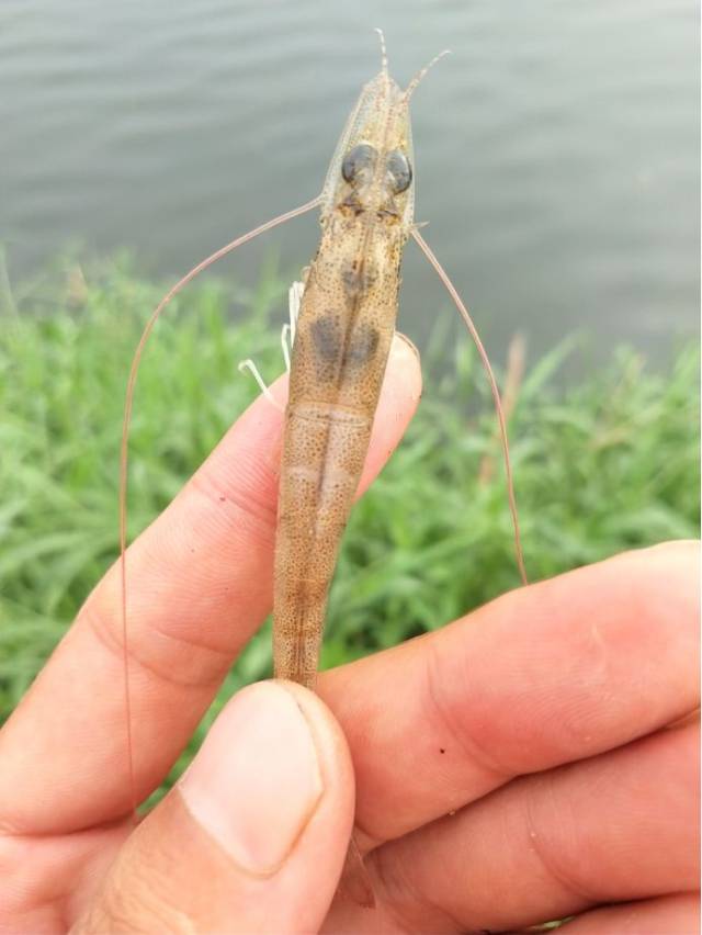 对虾空肠空胃惹人愁,神爽伴侣解您忧!