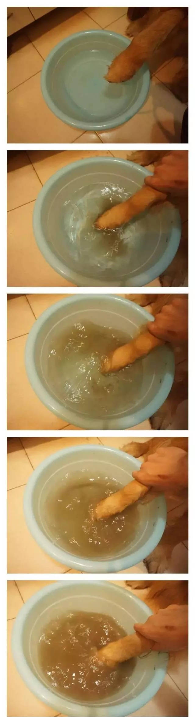 只听说过猫屎咖啡?教你如何制作狗屎咖啡,隔壁小孩都馋哭了!
