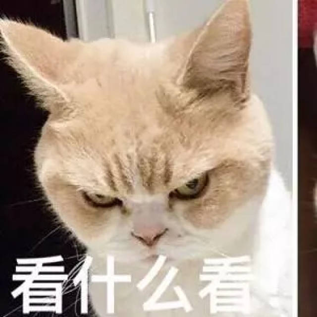 猫咪表情包15张:我懂了,我就是你可有可无的网友