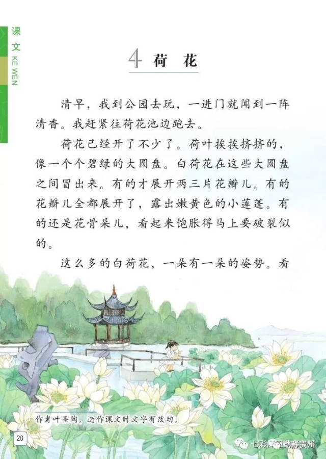 这篇小学三年级的课文《荷花》,今天窦爱莉带你的孩子