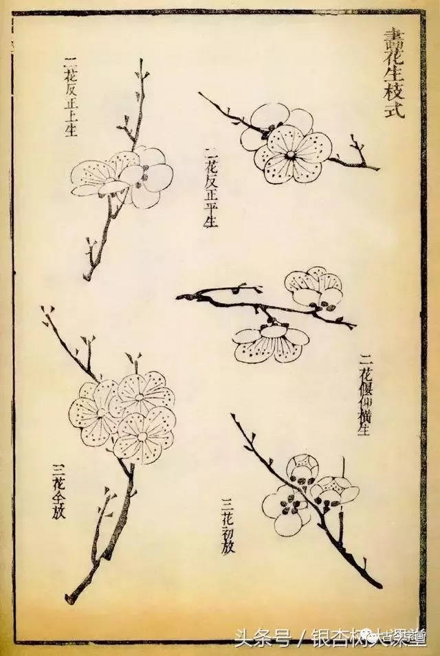 《芥子园》:梅花的画法