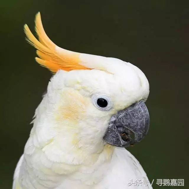 浅黄冠/橘冠凤头鹦鹉 citron cockatoo 体重:350~425克