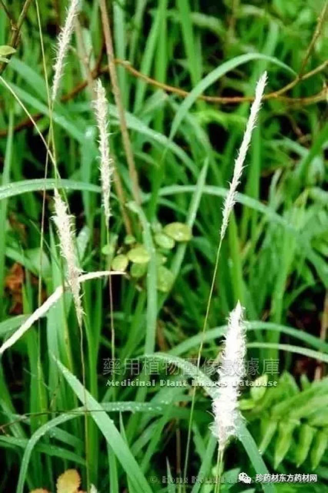 e.hubb.的干燥根茎. 茅根,毛根,白茅,甜根,甜根草,茅草根,地筋根.