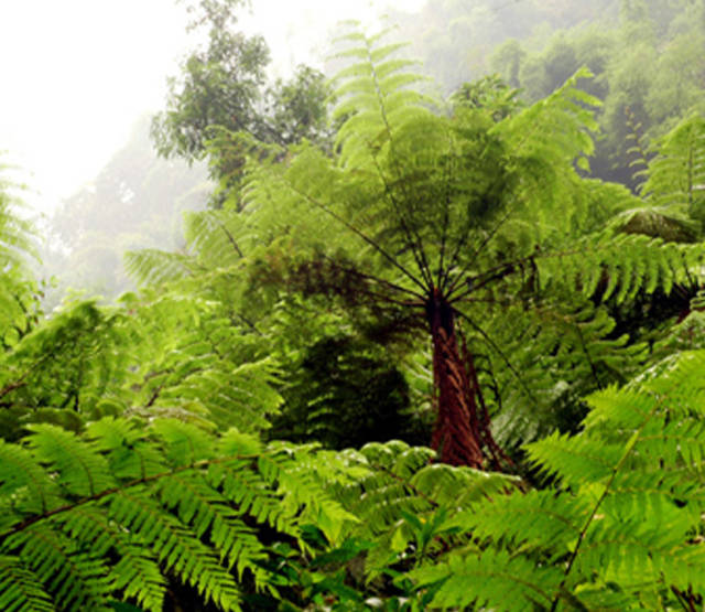龙骨风是一种非常罕见的野生植物,喜欢长在河边的树木下面,外表就像