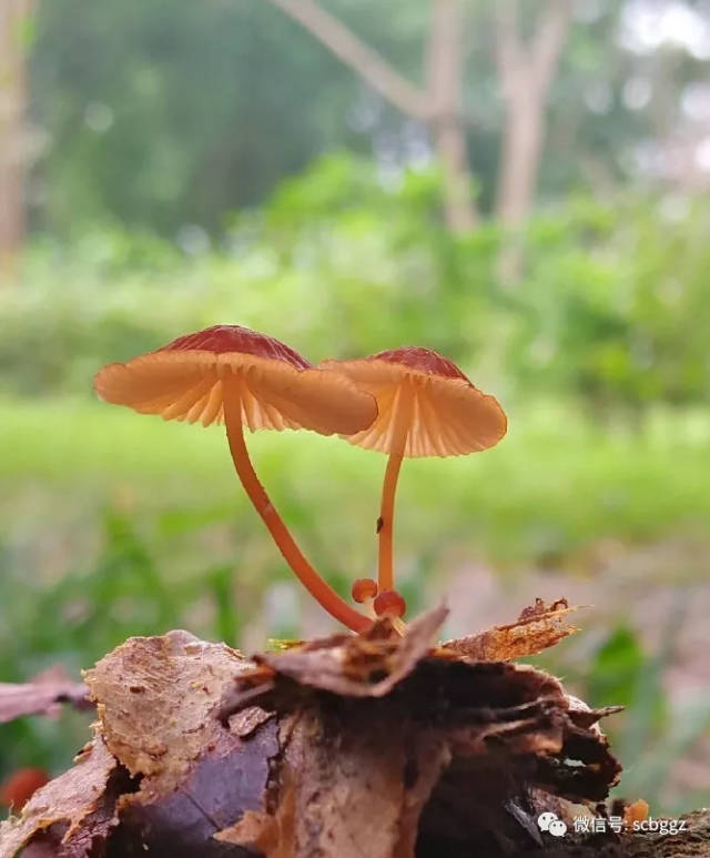 雨后小精灵——华南常见蘑菇识别课程回顾