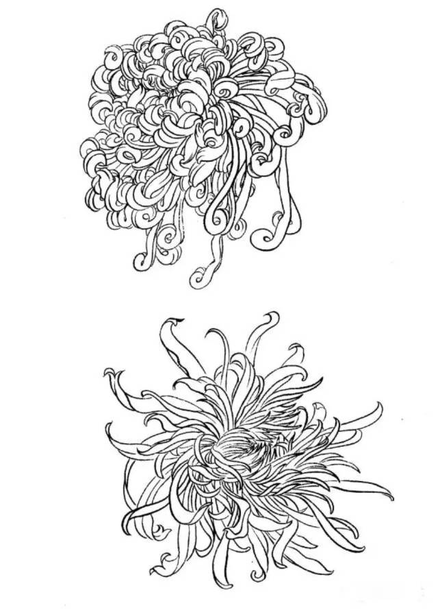 工笔菊花画法(附线描画谱)!
