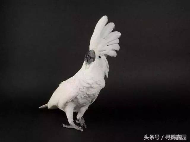 雨伞凤头鹦鹉 umbrella cockatoo 体重:600~700克