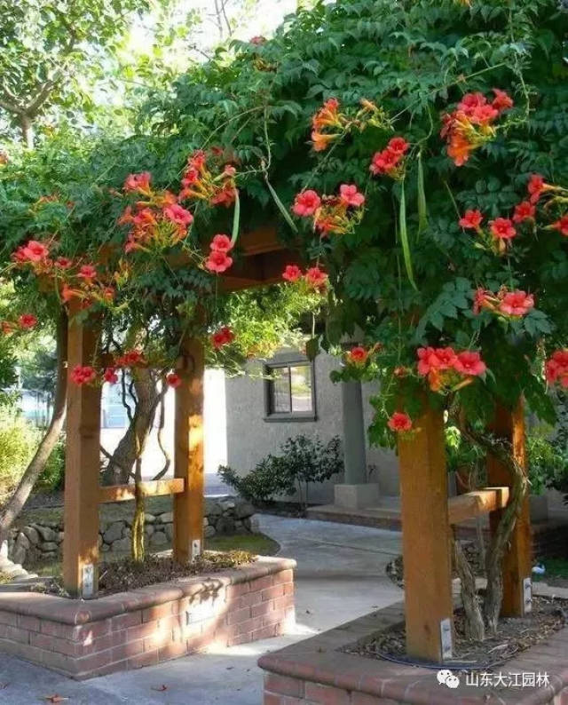 廊架,花满天!