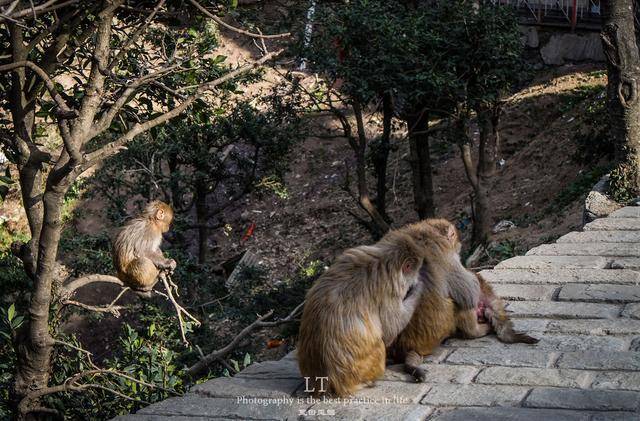 印度的猴子简直色胆包天,敢公然调戏女游客且会偷鞋来换取食物