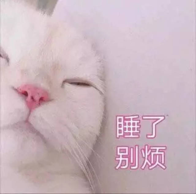 猫咪表情包15张:我懂了,我就是你可有可无的网友