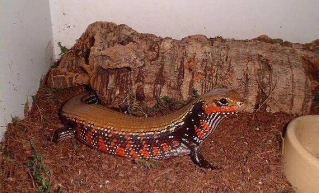 火焰石龙子, 它是介于蜥蜴和蛇之间的生物