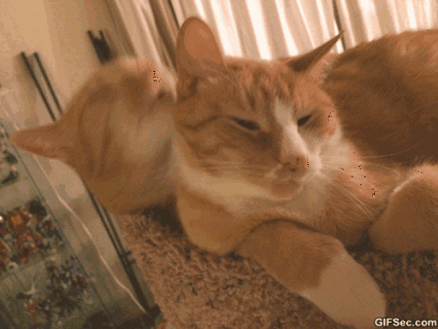 带你解读猫咪舔毛的原因!