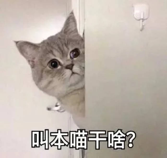 猫咪表情包15张:我懂了,我就是你可有可无的网友