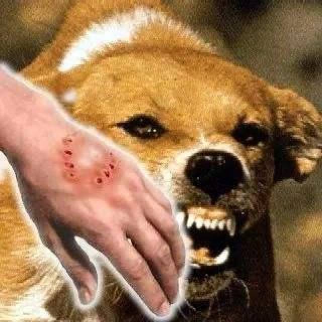 狗狗咬人前的5个征兆,遇上就很危险!