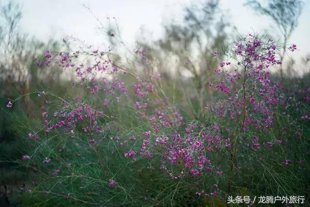 我们在腾格里沙漠种下的花棒长大了