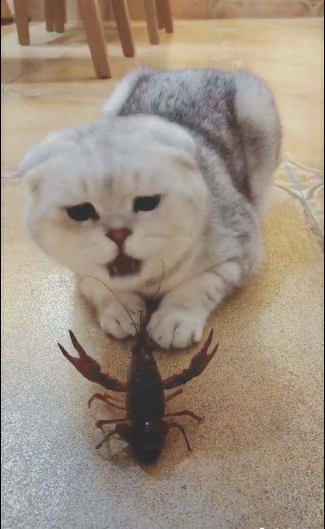好奇害死猫!猫咪第1次见小龙虾很好奇,结果却被夹到嘴