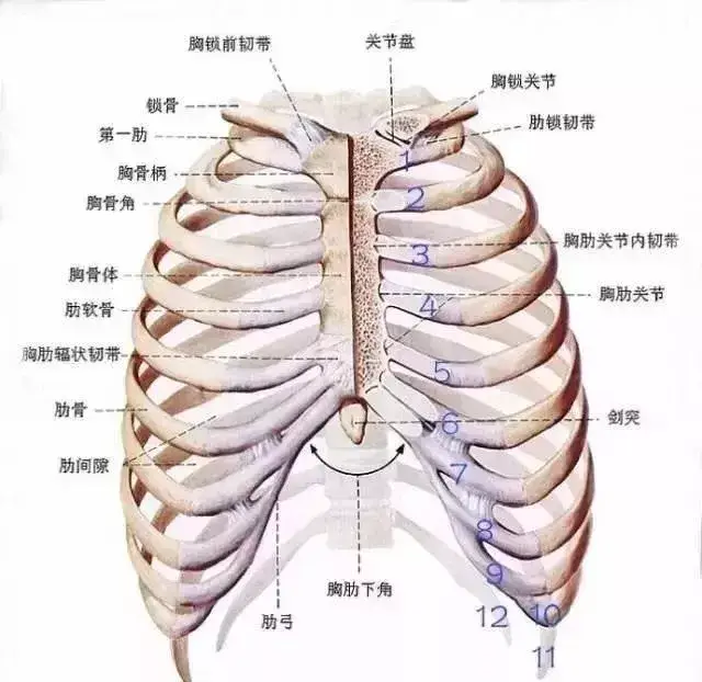 人体总共有24根肋骨,而24跟肋骨,被打断了14根,超过半数,真的无法想象