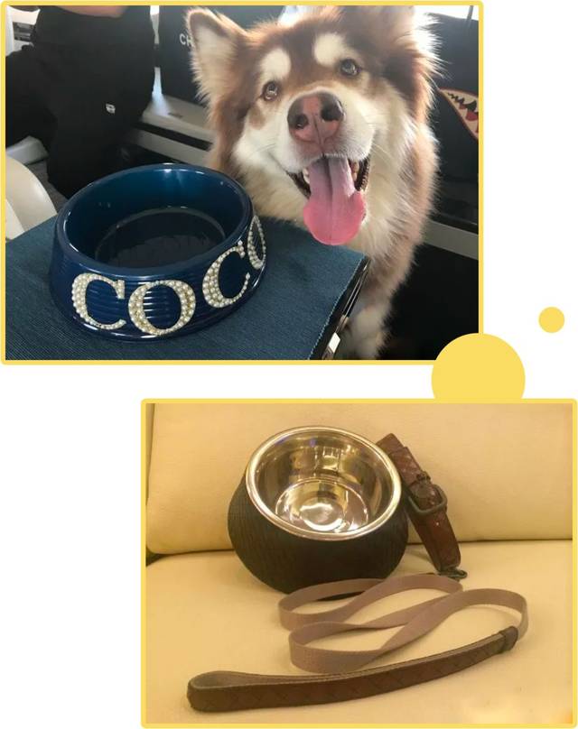 张馨予,王思聪狗儿的生活你不懂!