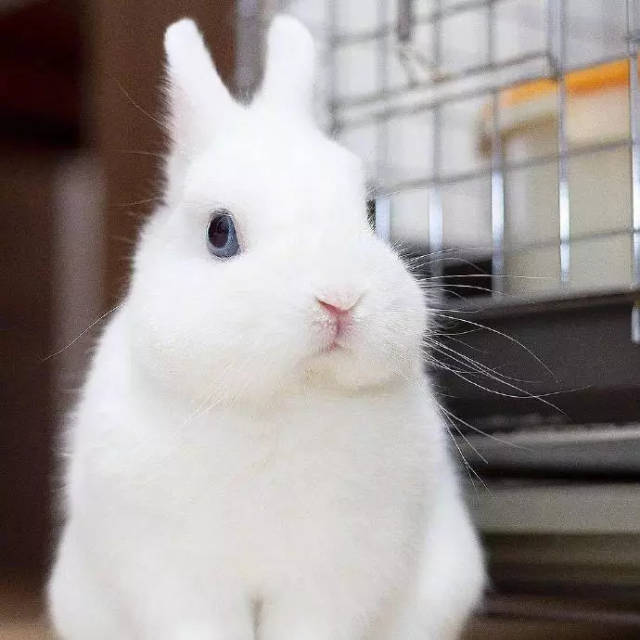 这只蓝眼睛的兔兔好漂亮