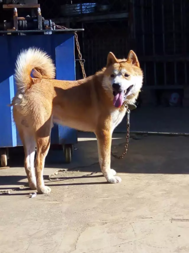 颜值超高的中华田园犬,洗完澡后更是帅气,不输给任何狗狗