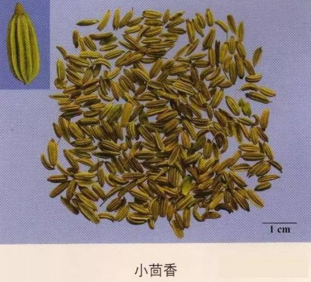 小茴香:背面有纵棱5条,横切面略呈五边形.