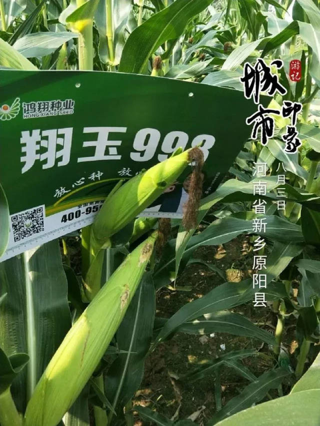 吉林省鸿翔种业黄淮海最新国审翔玉998～聚焦黄淮,走向未来