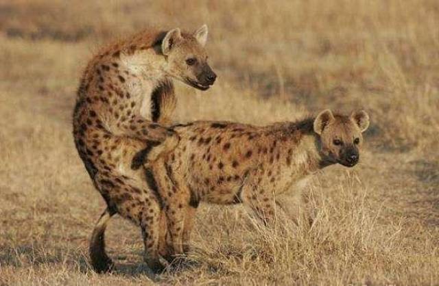 鬣狗为什么被称为非洲"二哥"? 网友的评价亮了