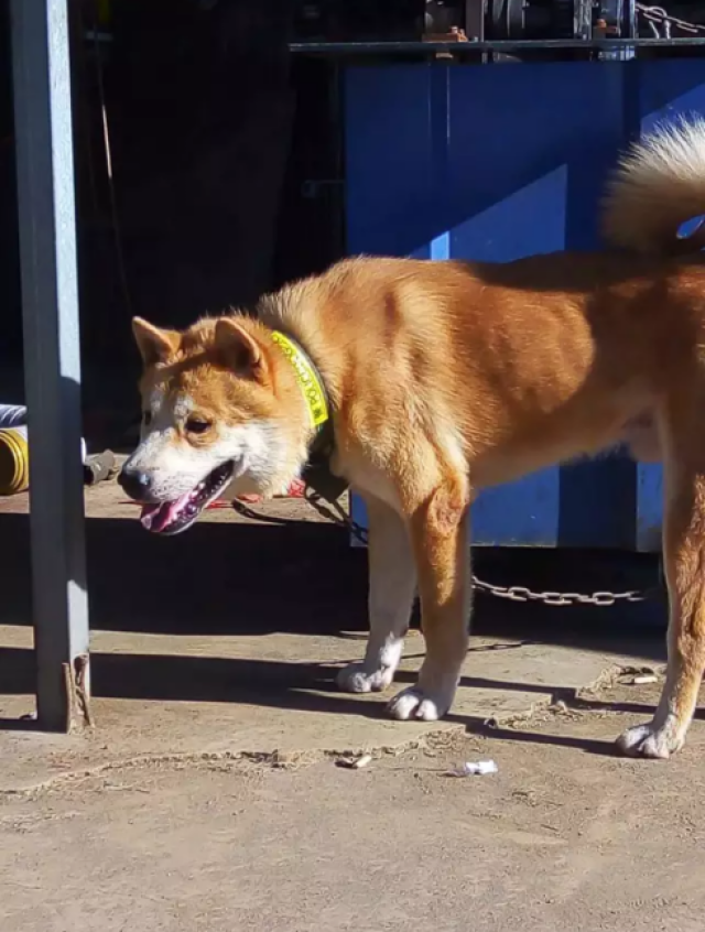 颜值超高的中华田园犬,洗完澡后更是帅气,不输给任何狗狗