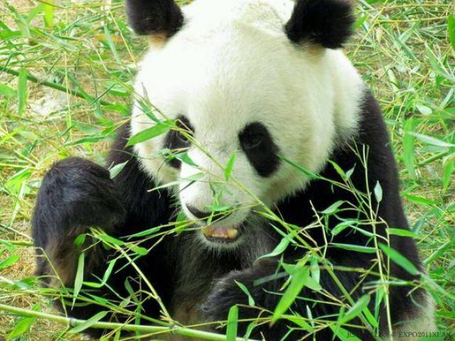 panda),属于食肉目,熊科,大熊猫亚科和大熊猫属唯一的哺乳动物,头躯长