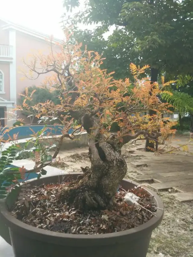 云南特色树种:清香木盆景的鉴赏与制作养护