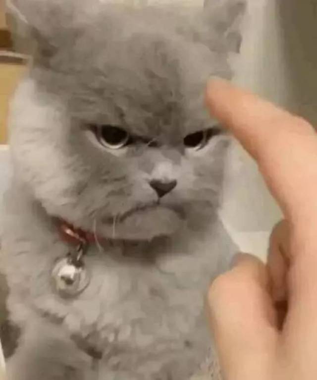 看这只猫凶残的眼神,真替主人感到心累啊,天天看猫摆脸色