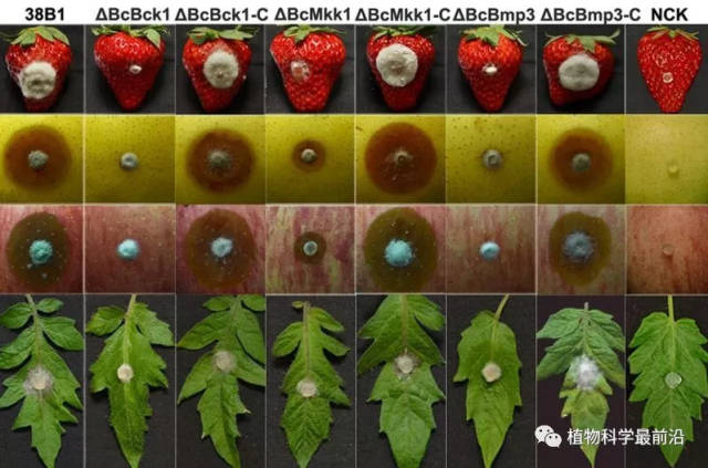 浙江大学阐述灰霉病菌mapk激酶调控病菌致病的新机制