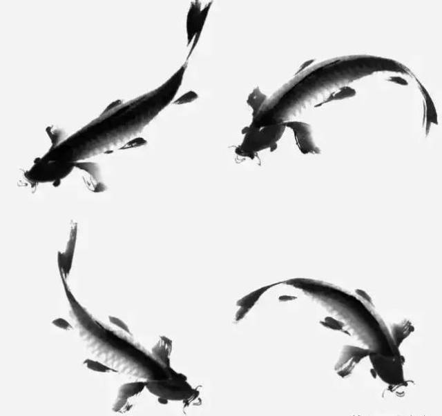 国画写意鲤鱼,金鱼的画法,一学就会!
