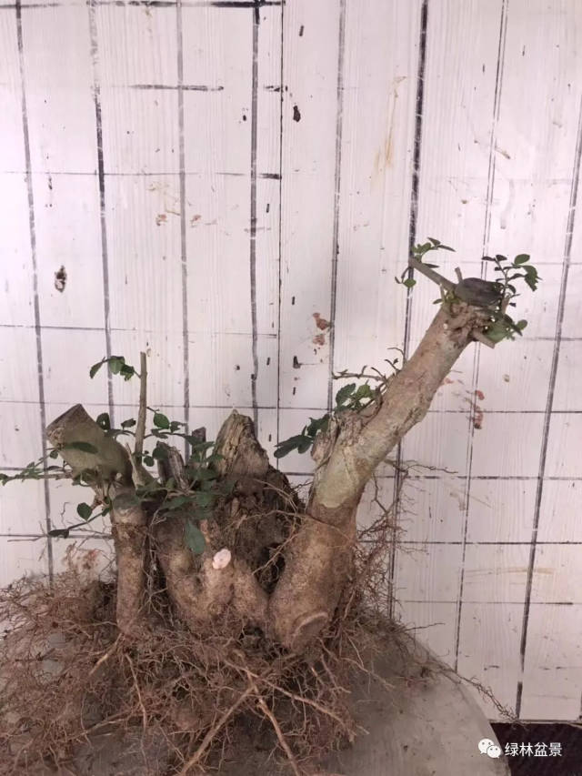 老崔整理一棵矮霸对节白蜡全过程(讲解如何养爆根,如何装盆,做舍利等)