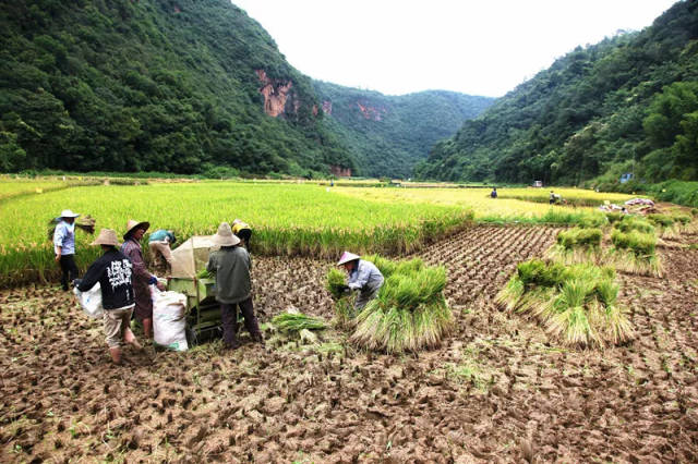 峨山桃李谷稻香鱼肥庆丰收