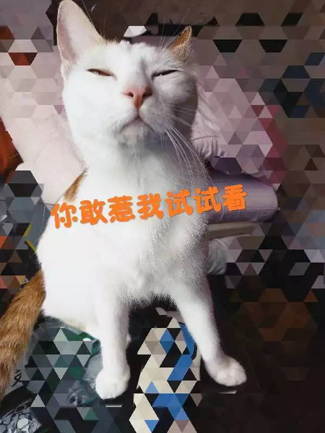 第一届猫咪表情包大赛开始投票啦这波斗图我服