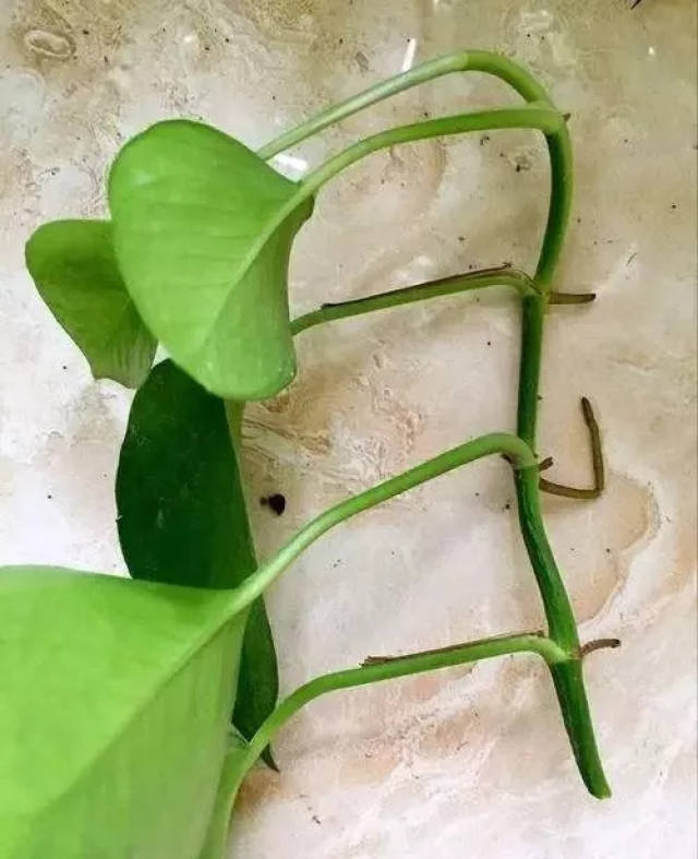 把绿萝枝条剪成若干小段,每段包含2节,中间有1片叶片和1个芽点.