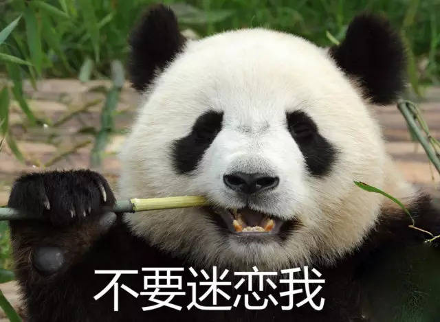 山西这个城市不仅有熊猫,而且这对熊猫还能靠萌发电!