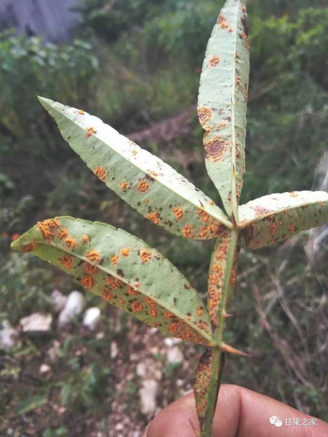 花椒锈病