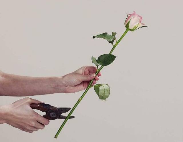 视频详解   剪下玫瑰花的花杆