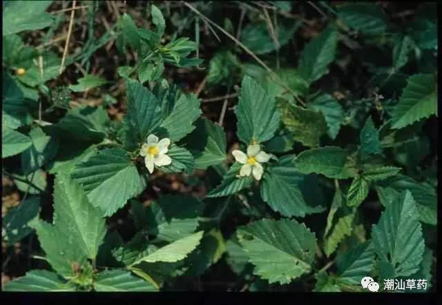 【潮汕草药】黄花母